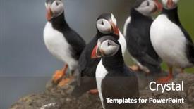  Presentation with atlantic - Amazing PPT layouts having atlantic puffin or common puffin backdrop and a tawny brown colored foreground