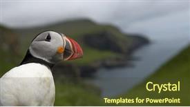  Presentation with atlantic - Slide deck consisting of atlantic-puffin-or-common-puffin background and a tawny brown colored foreground