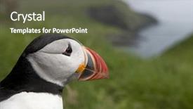  Presentation with atlantic - PPT layouts enhanced with atlantic-puffin-or-common-puffin background and a tawny brown colored foreground