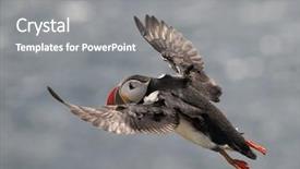  Presentation with atlantic - Slide deck with atlantic puffin or common puffin background and a  colored foreground