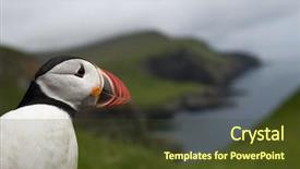  Presentation with atlantic - Colorful slide set enhanced with atlantic-puffin-or-common-puffin backdrop and a tawny brown colored foreground