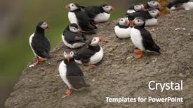  Presentation with quail bird common - Presentation design enhanced with atlantic puffin or common puffin background and a violet colored foreground