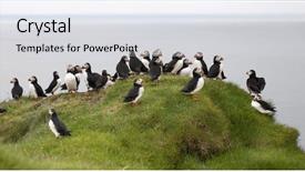  Presentation with atlantic - Presentation consisting of atlantic puffin or common puffin background and a sky blue colored foreground