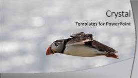  Presentation with atlantic - Colorful PPT theme enhanced with atlantic puffin or common puffin backdrop and a  colored foreground