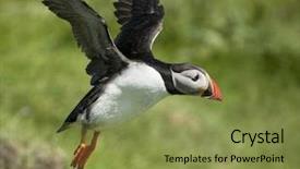  Presentation with quail bird common - Cool new presentation with atlantic puffin or common puffin backdrop and a  colored foreground