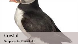  Presentation with common cold cough contagious virus - Presentation theme featuring atlantic puffin or common puffin background and a  colored foreground