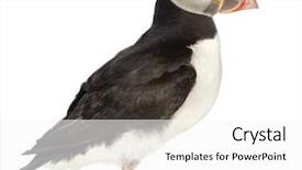  Presentation with quail bird common - Amazing PPT theme having atlantic puffin or common puffin backdrop and a  colored foreground