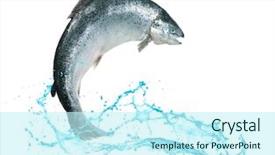  Presentation with atlantic - Amazing presentation design having atlantic salmon fish jumping backdrop and a cool aqua colored foreground