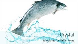  Presentation with atlantic - Slide set consisting of atlantic salmon fish jumping background and a cool aqua colored foreground