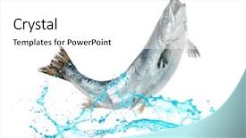  Presentation with atlantic - Colorful presentation theme enhanced with atlantic salmon fish jumping backdrop and a white colored foreground