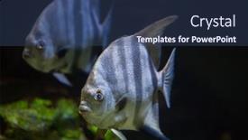  Presentation with marine - Amazing theme having atlantic-spadefish-chaetodipterus-faber-marine backdrop and a ocean colored foreground