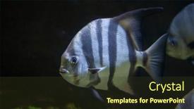  Presentation with marine - Slide set with atlantic-spadefish-chaetodipterus-faber-marine background and a tawny brown colored foreground