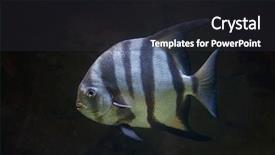  Presentation with marine - Colorful slide deck enhanced with atlantic-spadefish-chaetodipterus-faber-marine backdrop and a dark gray colored foreground