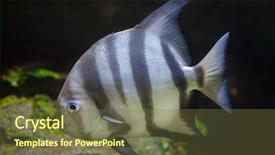  Presentation with marine - Amazing presentation theme having atlantic-spadefish-chaetodipterus-faber-marine backdrop and a tawny brown colored foreground