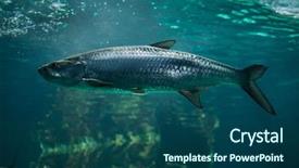  Presentation with atlantic - Slides having atlantic tarpon megalops atlanticus marine fish background and a ocean colored foreground
