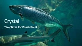  Presentation with marine - Cool new theme with atlantic tarpon megalops atlanticus marine fish backdrop and a ocean colored foreground