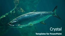  Presentation with marine - PPT theme featuring atlantic tarpon megalops atlanticus marine fish background and a ocean colored foreground