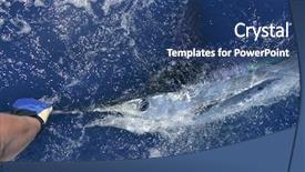  Presentation with tournament - PPT theme featuring white marlin real bill fish background and a ocean colored foreground
