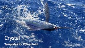  Presentation with sport blue - Slides having atlantic white marlin big game background and a ocean colored foreground