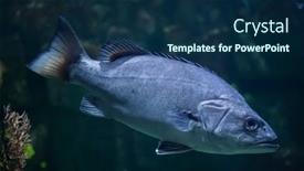  Presentation with atlantic - Slides consisting of atlantic-wreckfish-polyprion-americanus background and a navy blue colored foreground