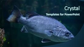  Presentation with atlantic - Presentation theme enhanced with atlantic-wreckfish-polyprion-americanus background and a navy blue colored foreground