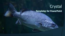  Presentation with atlantic - PPT layouts having atlantic-wreckfish-polyprion-americanus background and a navy blue colored foreground