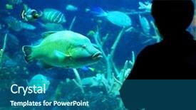  Presentation with fish aquarium - Audience pleasing presentation theme consisting of atlantis - one person silhouetted standing backdrop and a ocean colored foreground