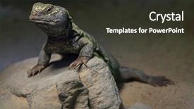  Presentation with uromastyx a genus of african - Audience pleasing PPT layouts consisting of atlas s - north african mastigure uromastyx acanthinura backdrop and a dark gray colored foreground