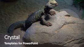  Presentation with uromastyx a genus of african - Slides enhanced with atlas s - north african mastigure uromastyx acanthinura background and a dark gray colored foreground