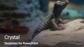  Presentation with uromastyx a genus of african - Slide deck consisting of atlas s - north african mastigure uromastyx acanthinura background and a dark gray colored foreground