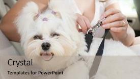  Presentation with leash - Audience pleasing PPT theme consisting of attaching safety leash to harness backdrop and a light gray colored foreground