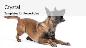  Presentation with posture - Beautiful presentation theme featuring attack posture and barking backdrop and a white colored foreground