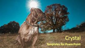  Presentation with bully - Amazing PPT theme having attention - american bully looking attentively away backdrop and a tawny brown colored foreground