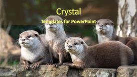  Presentation with attention - PPT theme with attention - group of four attentive oriental background and a tawny brown colored foreground