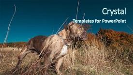  Presentation with bully - Cool new slide deck with attention - side view of american bully backdrop and a ocean colored foreground