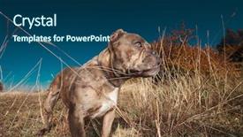  Presentation with bully - Presentation design consisting of attention - side view of american bully background and a ocean colored foreground
