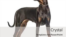  Presentation with doberman - Theme consisting of attentive doberman pinscher standing isolated background and a light gray colored foreground