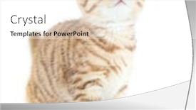  Presentation with fold - Colorful slide set enhanced with attentive-scottish-kitten-fold-isolated backdrop and a white colored foreground