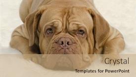  Presentation with carpet - Slide set having attentive wrinkled dog on white carpet background and a coral colored foreground