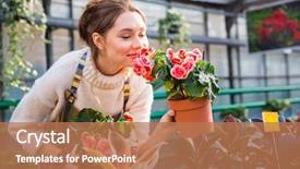  Presentation with pink flowers - Theme having attractive cute woman gardener smelling background and a coral colored foreground