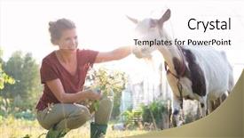  Presentation with goat farm - Colorful slides enhanced with attractive female farmer feeding her backdrop and a white colored foreground