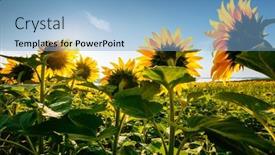  Presentation with earth land - Presentation design featuring attractive-field-with-bright-yellow background and a light blue colored foreground