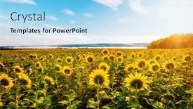  Presentation with bright yellow - Beautiful slide set featuring attractive-field-with-bright-yellow backdrop and a light blue colored foreground