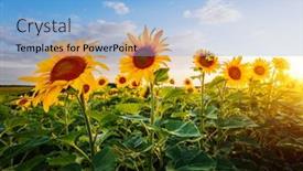  Presentation with earth land - Colorful presentation theme enhanced with attractive-field-with-bright-yellow backdrop and a light blue colored foreground