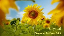  Presentation with earth land - Presentation theme having attractive-field-with-bright-yellow background and a tawny brown colored foreground