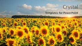  Presentation with agrarian - Presentation theme featuring attractive-field-with-bright-yellow background and a light blue colored foreground