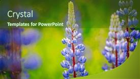  Presentation with focus - Slides having attractive-lupinus-polyphyllus-flowers-close background and a tawny brown colored foreground