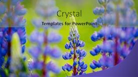 Presentation with focus - Presentation having attractive-lupinus-polyphyllus-flowers-close background and a yellow colored foreground