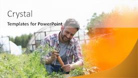  Presentation with greenhouse farm - Colorful PPT layouts enhanced with attractive-male-farmer-harvesting-carrots backdrop and a white colored foreground