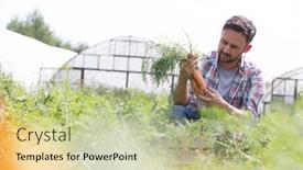  Presentation with greenhouse farm - Slides having attractive male farmer harvesting carrots on his organic farm with greenhouse in background background and a mint green colored foreground